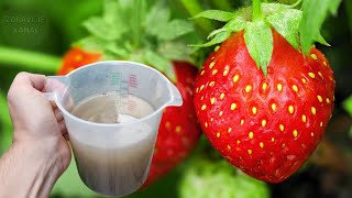 Bunu Yaparsanız Rekor Düzeyde Çilek Verimine Sahip Olacaksınız