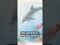 The Aquatic Animal Savant - a Comedic Opera #song #funny #facts
