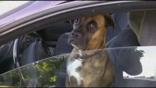 Подборка смешного видео про собак/Selection of funny video about dogs Подборка смешного видео про собак/Selection of funny video about dogs