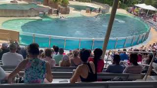 Dolphin Show Sea World Orlando, USA