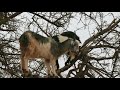 Marocco - Goats on Argan Trees