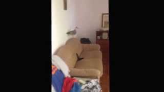 Drunken Man wakes Up to seagull in bedroom