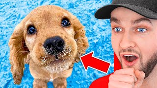 World’s *Hardest* Try Not To Say Aww Challenge!