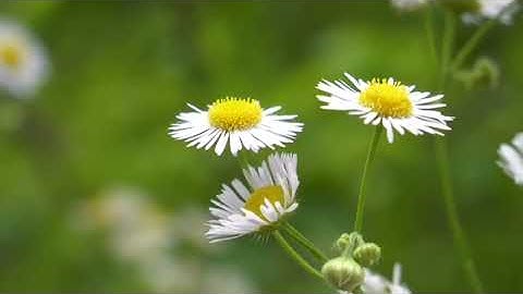 تلاوة بصوت حسن منسي من سورة القصص الآيات (51-75)