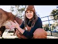 Not the video I wanted to make (My first morning milking our new cow) | VLOG