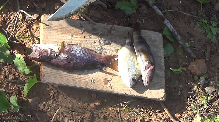 Pesca de supervivencia. Pesca y cocina improvisada