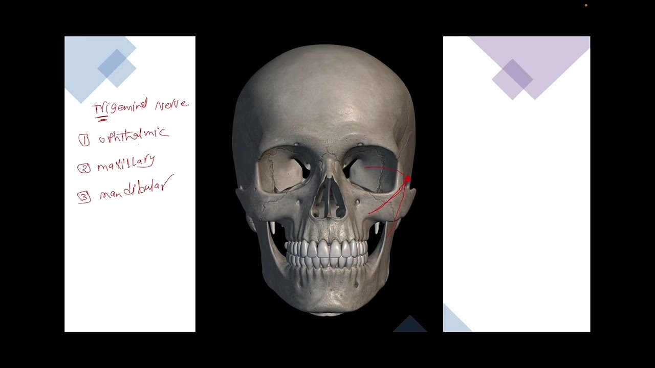 Nerve supply pf scalp -anatomy