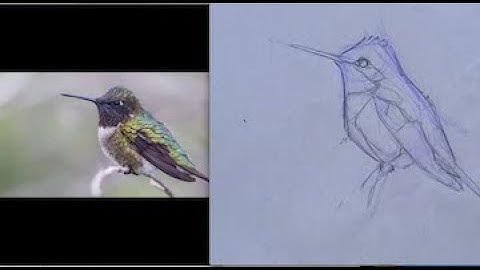 Ruby-Throated Hummingbirds