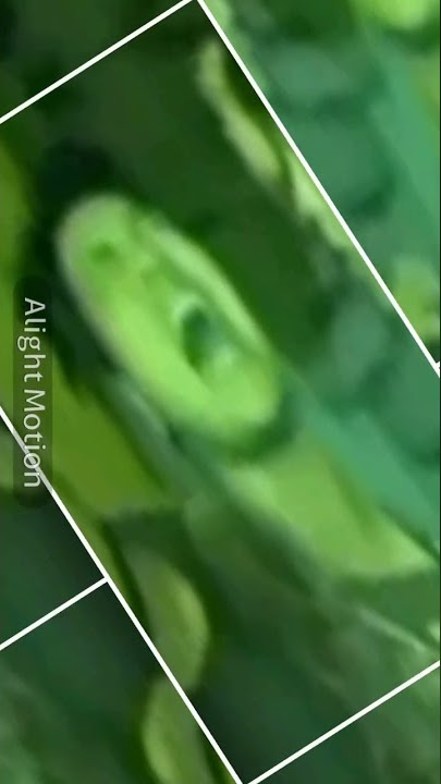 khodam nya katak bhizer🔥