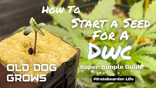 ODG’s How to Start a Seed for a DWC…Super Simple Guide for Success in a Deep Water Culture Grow