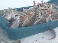 Ловля окуня зимой на мормышку.Рыбалка на озере И