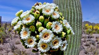 Blooming Desert Hiking near Tucson, Arizona USA. 2019