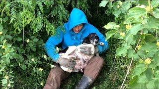 Top 5 Rescue Videos - over 20 million views