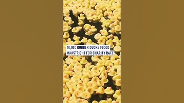 10,000 rubber ducks flood Maastricht for charity race