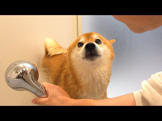 【2025年総集編】柴犬と振り返る、色々ありすぎた一年