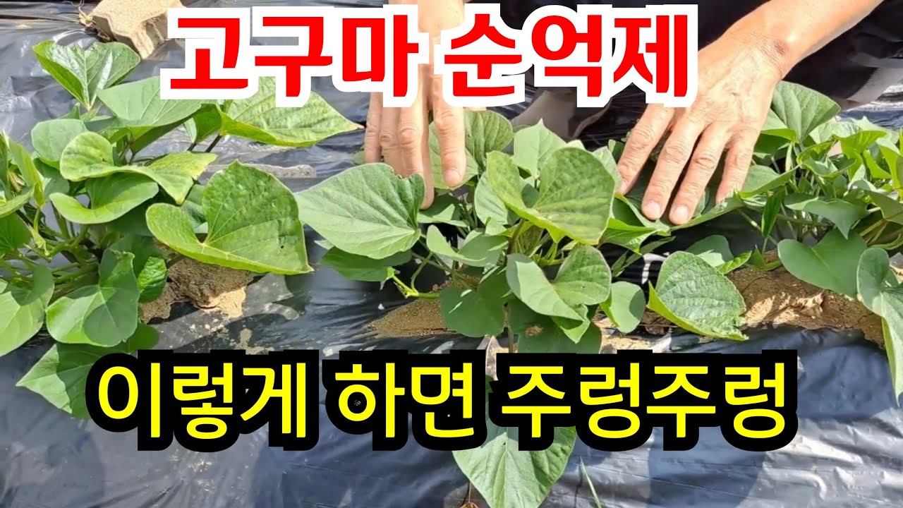 고구마 순억제하는 방법 (사용시기,사용방법) - 작년 겁나달린 수확영상 #고구마 다수확 재배방법