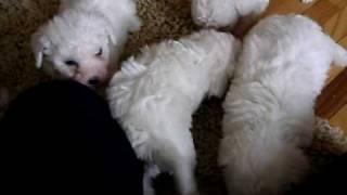 bichon 5 weeks 2 days 007.AVI