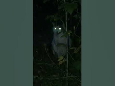 Кот страшилка - YouTube