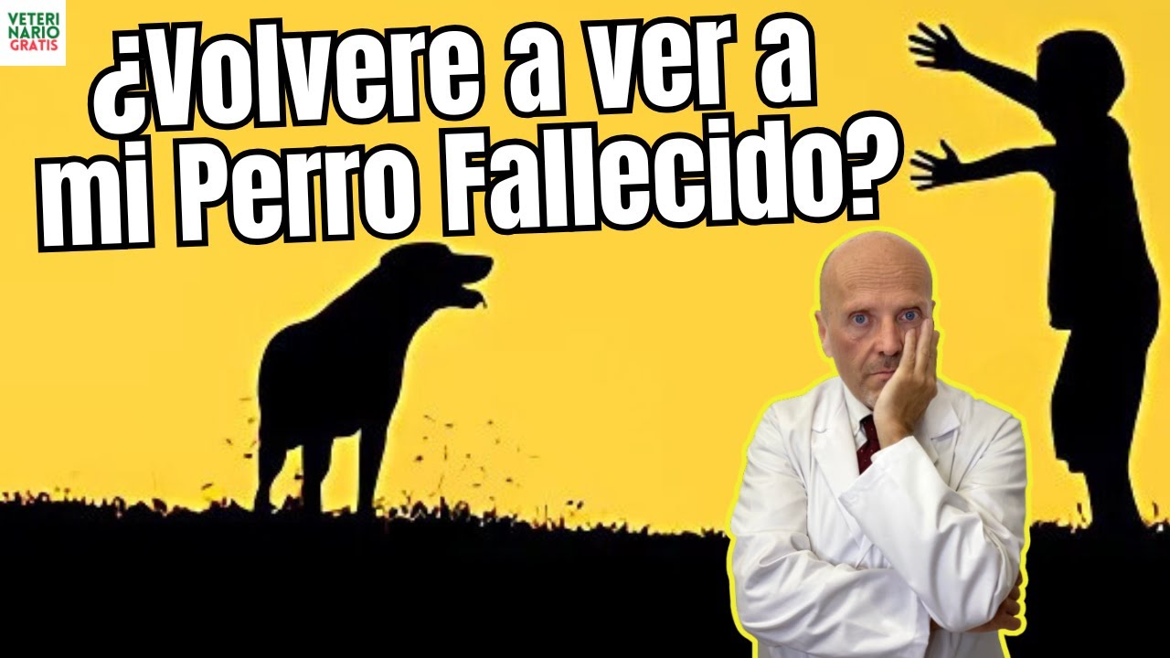 Volvere A Ver A Mi Perro Muerto