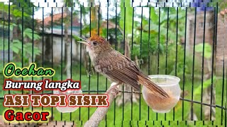 Download Lagu asi topi sisik gacor ocehan burung langka MP3