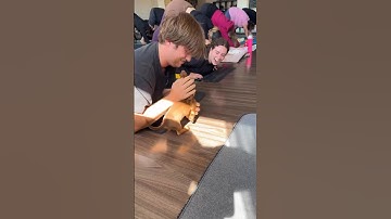 Little Puppy running🤣playing at gym 😲❤️🤣 #shorts #puppy #trending #viral #trueline #pets