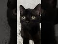 ти моя рабиня #кошеня#cat