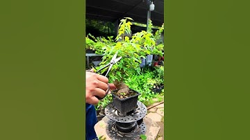 Kéo tỉa bonsai đúc nguyên khối (Link mua trong video) #bonsaishop