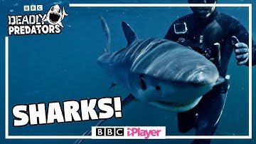 STEVE BACKSHALL dives with HUNTED SHARKS! 🦈 | Deadly Predators | CBBC