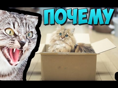 ПОЧЕМУ кошки любят коробки?