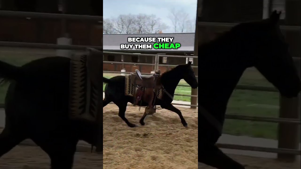 The Truth About Tennessee Walking Horses Explained