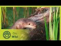 The Otter's Trail - The Secrets of Nature