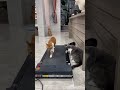 Look it the cats    #foryou #viralshort #viralshorts #shortvideo #shorts