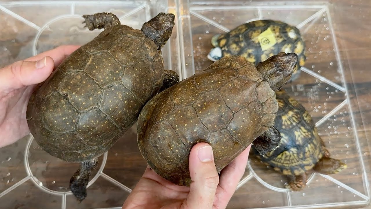 信じられない...夢にまで見た激レアなカメがこの手に!!!!!!!!?【ネルソンハコガメ】