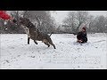 Biggest snow dog in the world bgks shadow of manmade kennels pitbull sled dog xxl pitbull