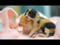 Two Newborn Kittens Alone In This World