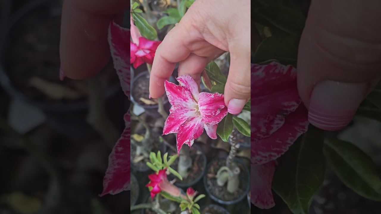 Plantas de venda aqui na minha cidade. Não  faço envio por enquanto.