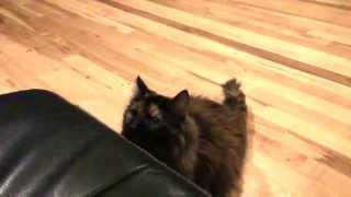 Slow Motion Tortoise Shell Cat Jump 240 Fps - Rip Miss Kitty - Tortie
