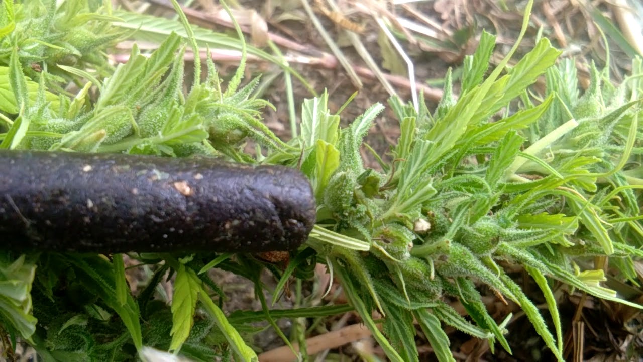 bhang nd caras in uttarakhand himachal