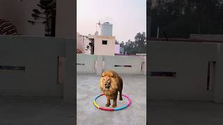 Hathi Ghoda Like & Subscriber 👍 Resimi