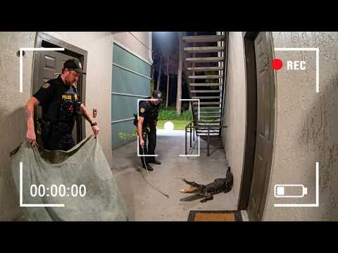 Florida Police Confront Huge Gator Trapped Inside Apartment