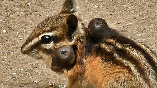 Removing Gigantic Botfly Larvae From Squirrel (Part 9) by Strange incident 50,888 views 2 weeks ago 1 minute, 5 seconds