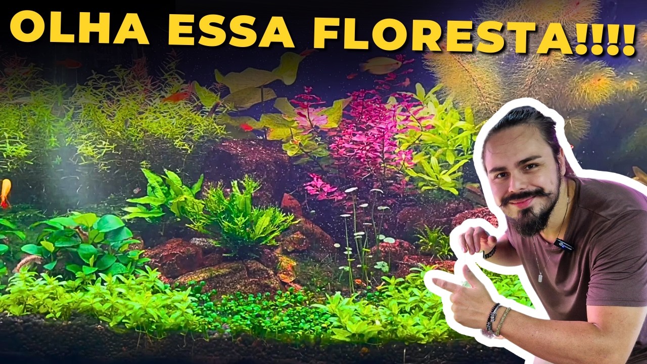 🔴UMA FLORESTA COLORIDA E SUBMERSA DO INSCRITO GUILHERME |Mr. Betta|