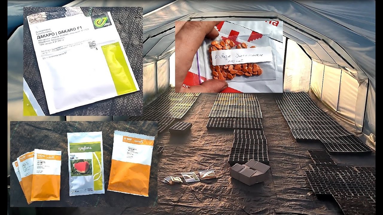 8 10 квітня 2024 сіємо кавуни та дині. Тестуємо новий гібрид.