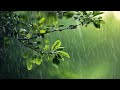 Heavy Rain in the Forest | Cozy Tent Rain Ambience for Sleeping, Writing, and Calming the Mind