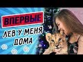 ВПЕРВЫЕ - Целый день со ЛЬВОМ в доме
