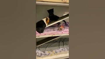 Tiny Black Kitten Meets Guinea Pigs