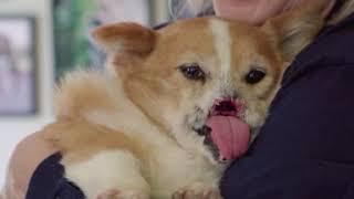 Maxine's 4th Birthday Visit to The East Coast Corgi Rescue