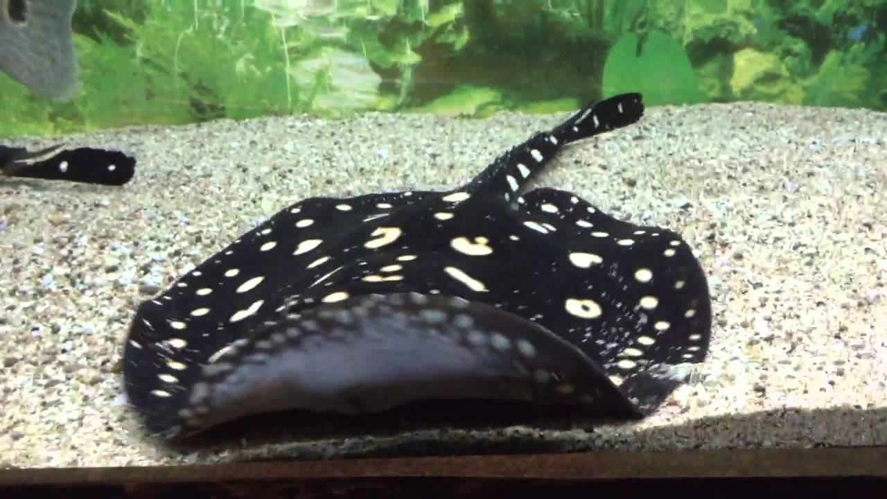 Звездчатый скат Хенле / Potamotrygon henlei