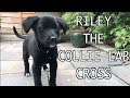 Riley the Collie X Labrador Puppy at 9 weeks