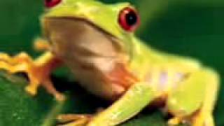 Frog Sings Happy Birthday Song!